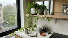 How to make a pothos trail fast with the right light and placement